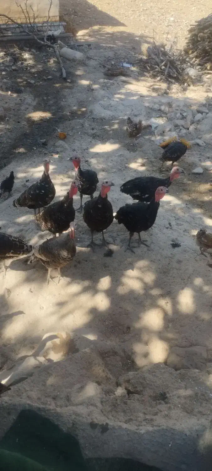 پخت نان محلی()|خوردنی و آشامیدنی|چاروسا, |دیوار