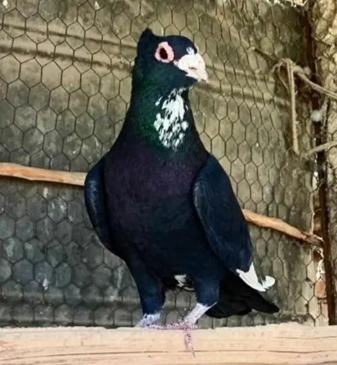 نر پلنگ|پرنده|کرمان, |دیوار