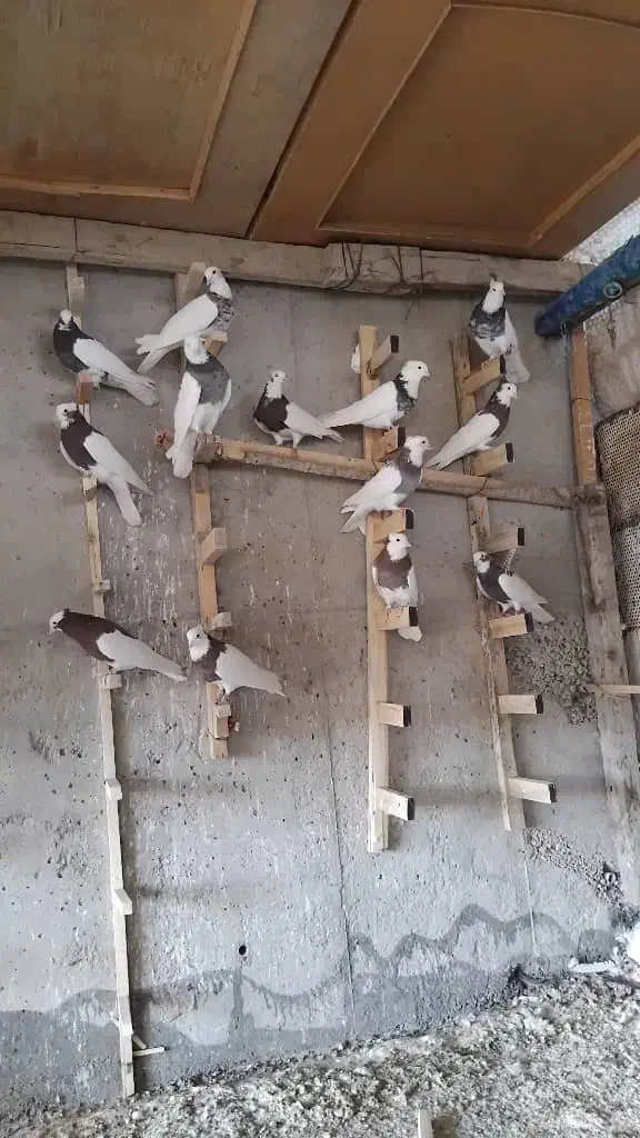 ۲۰عدد کفترطوقی|پرنده|شیراز, حجت آباد|دیوار