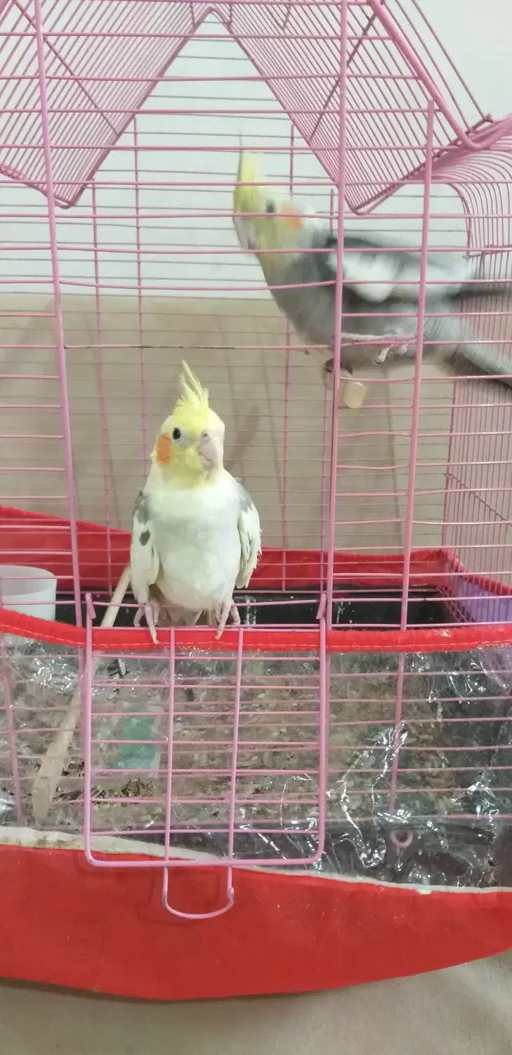 عروس هلندی|پرنده|ارومیه, |دیوار