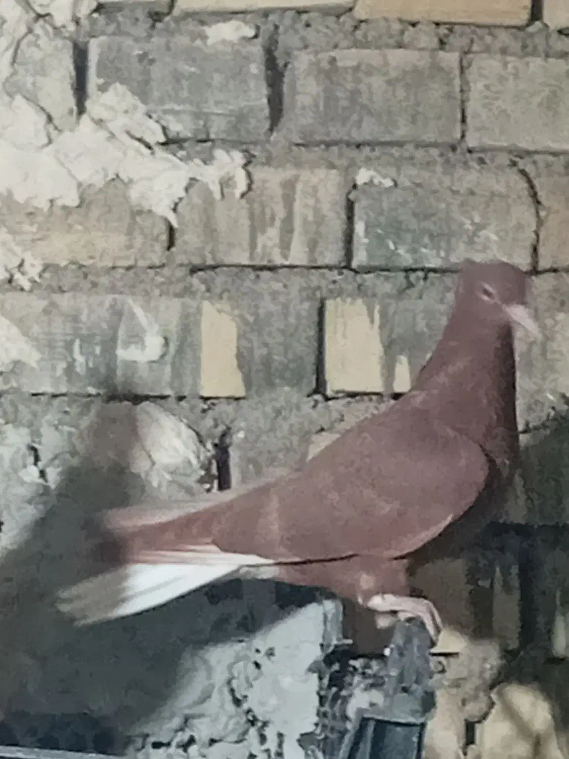 کبوتر دم سفید جوجه هیچ پر|پرنده|حمیدیه, |دیوار