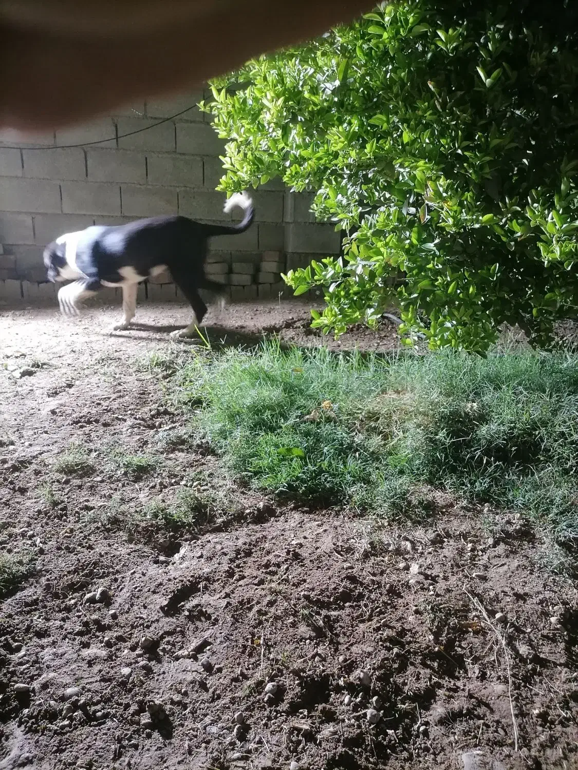 توله سگ 6 ماهه قدرجونی|سگ|اندیمشک, |دیوار