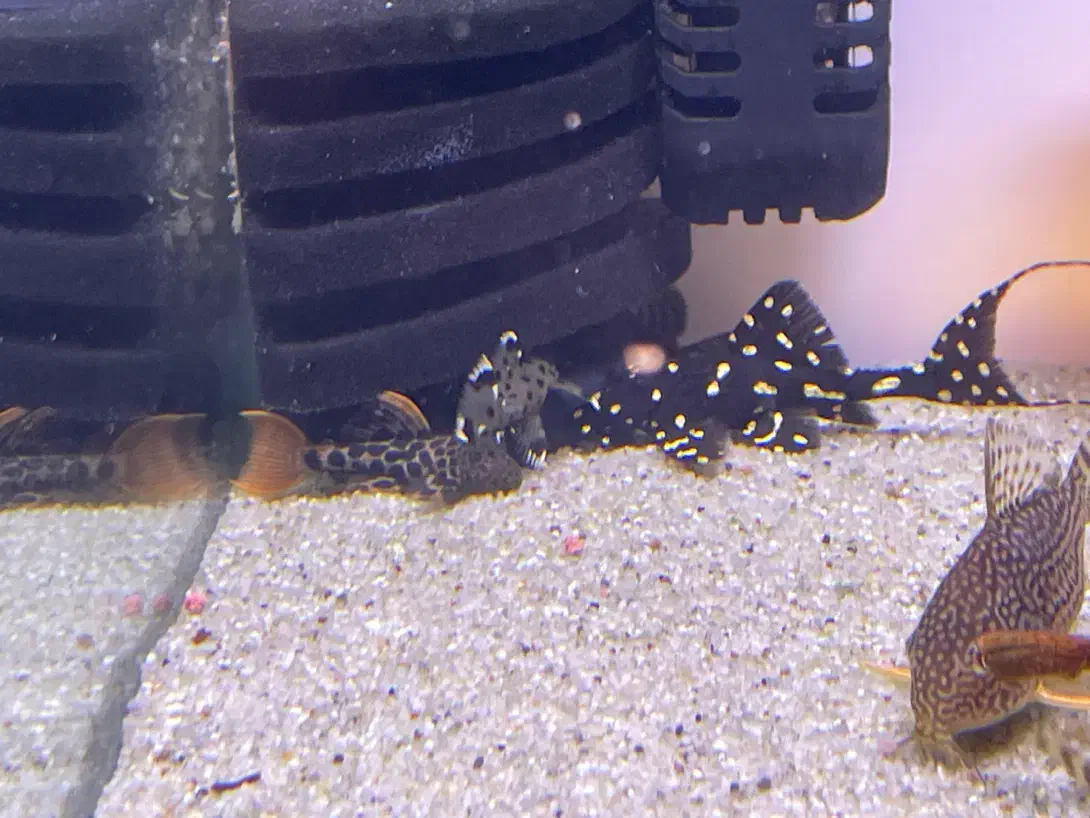 پلکو های خاص کلکسیونی|ماهی|کرمان, |دیوار