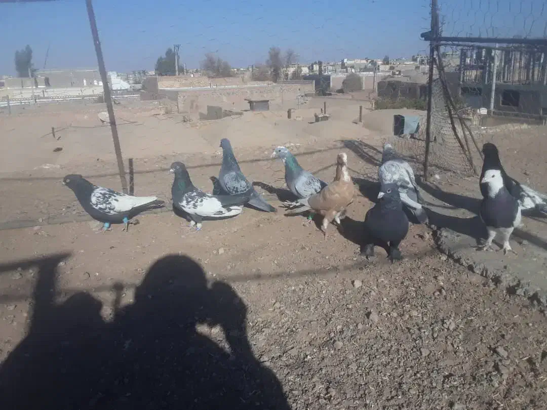 ده تا کفترنر فروشی|پرنده|رفسنجان, |دیوار