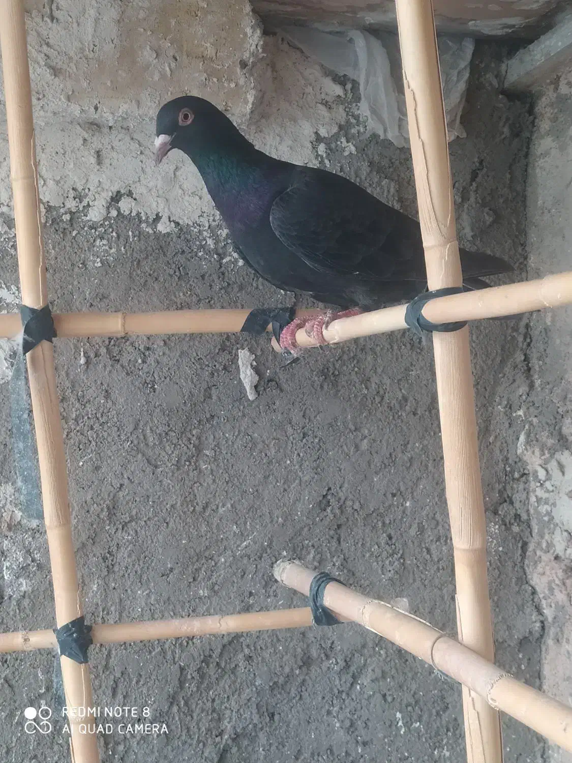 4 عدد کبوتر گرفتنی نر|پرنده|قزوین, |دیوار