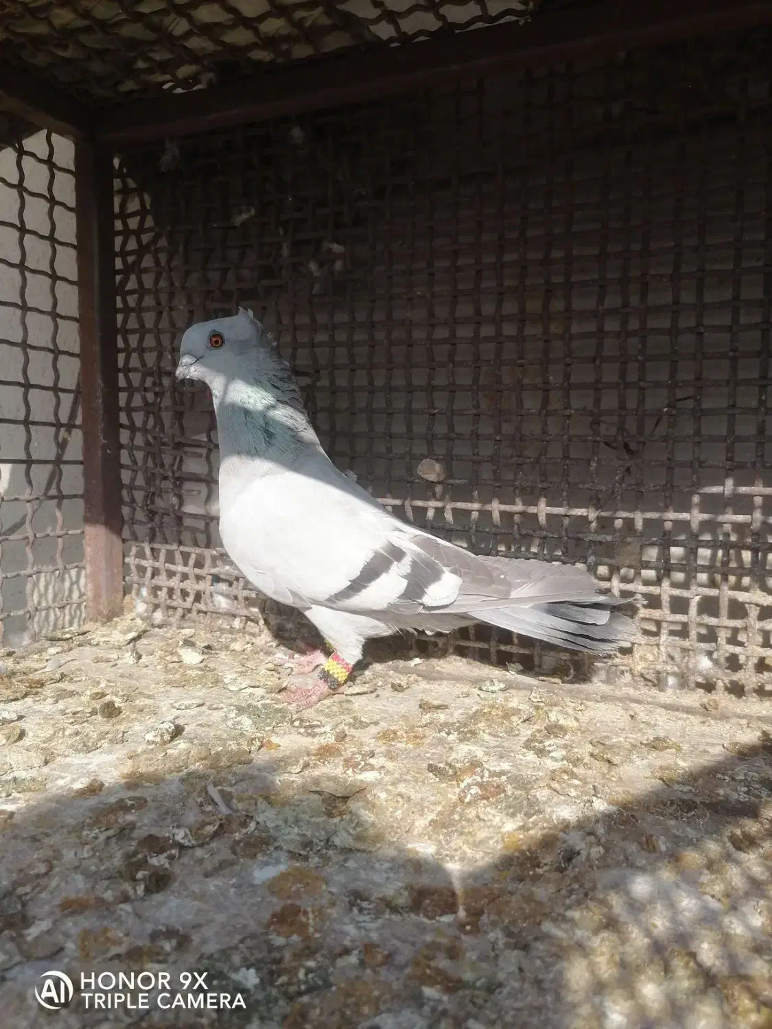 کفتر سبز شامی. وسیاه و  یال و پشت سیاه..|پرنده|شیراز, سعدیه شمالی|دیوار