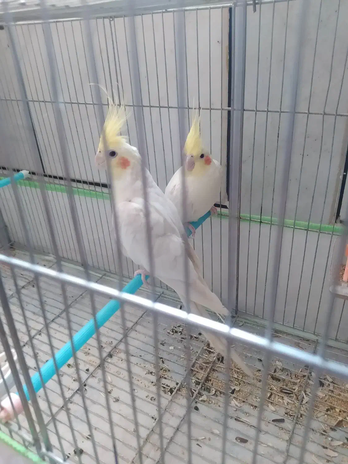 فروش یک جفت عروس هلندی لوتینو|پرنده|نی‌ریز, |دیوار