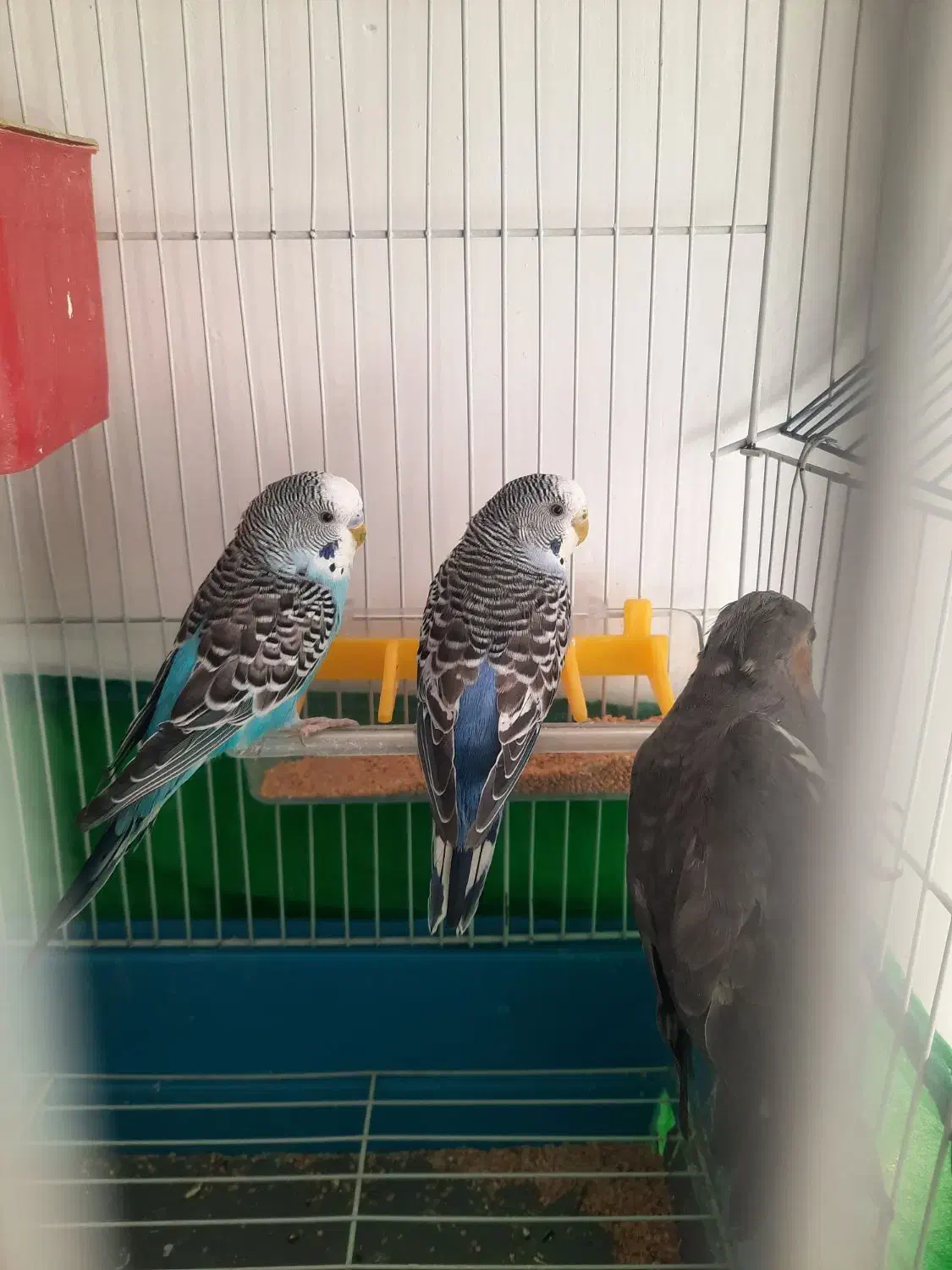 مرغ عشق و عروس هلندی|پرنده|بروجرد, |دیوار