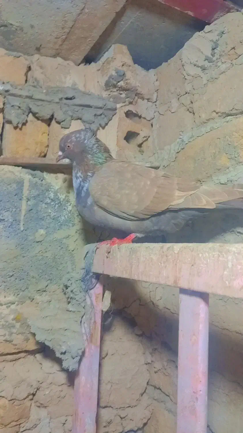 کفتر کبوتر تهرانی|پرنده|گلبهار, شهر جدید گلبهار|دیوار