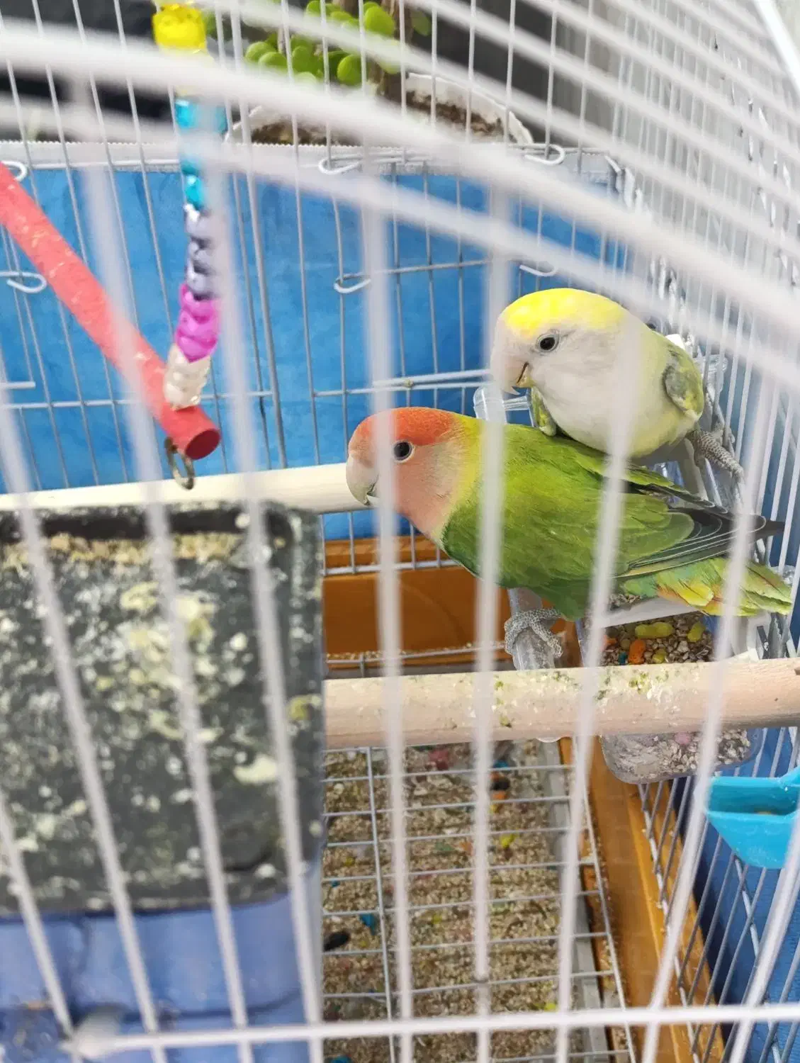 پرنده طوطی|پرنده|ماهدشت, |دیوار