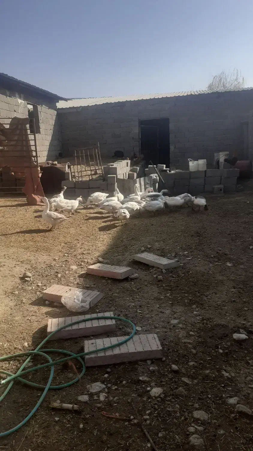 جابجای‌یافروش‌غاز|حیوانات مزرعه|تنکمان, |دیوار