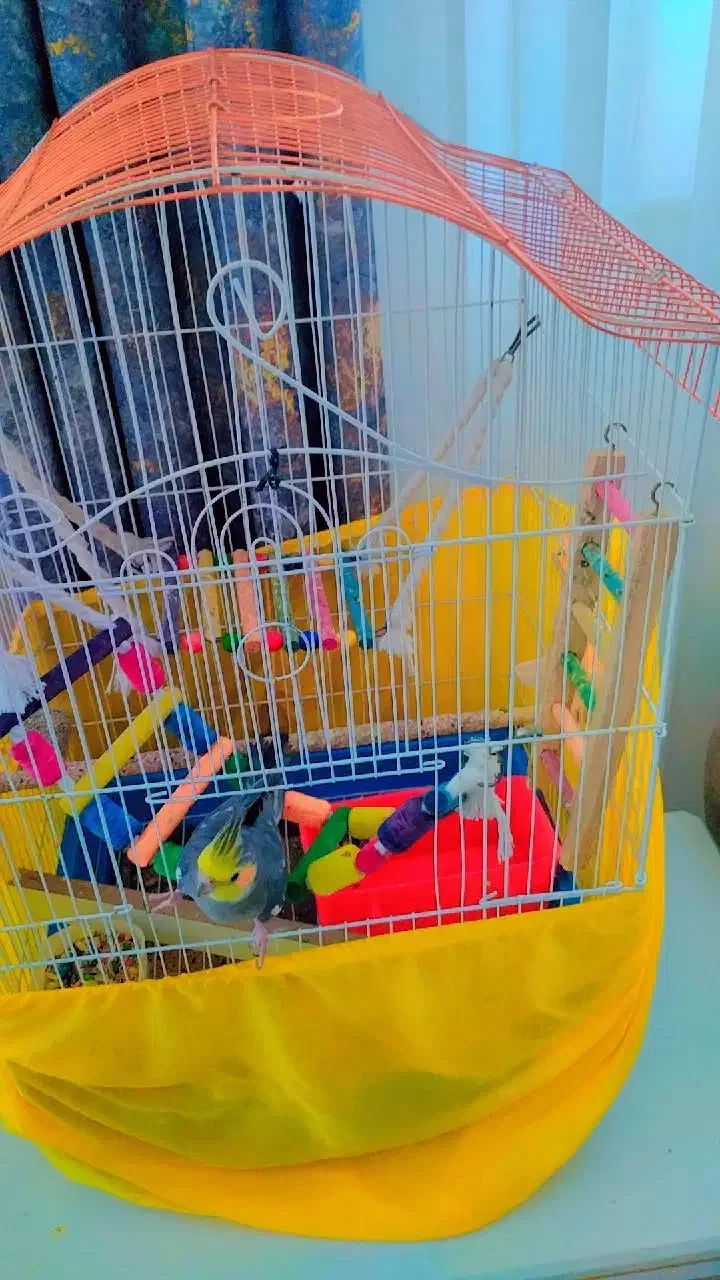 عروس هلندی|پرنده|سنندج, |دیوار