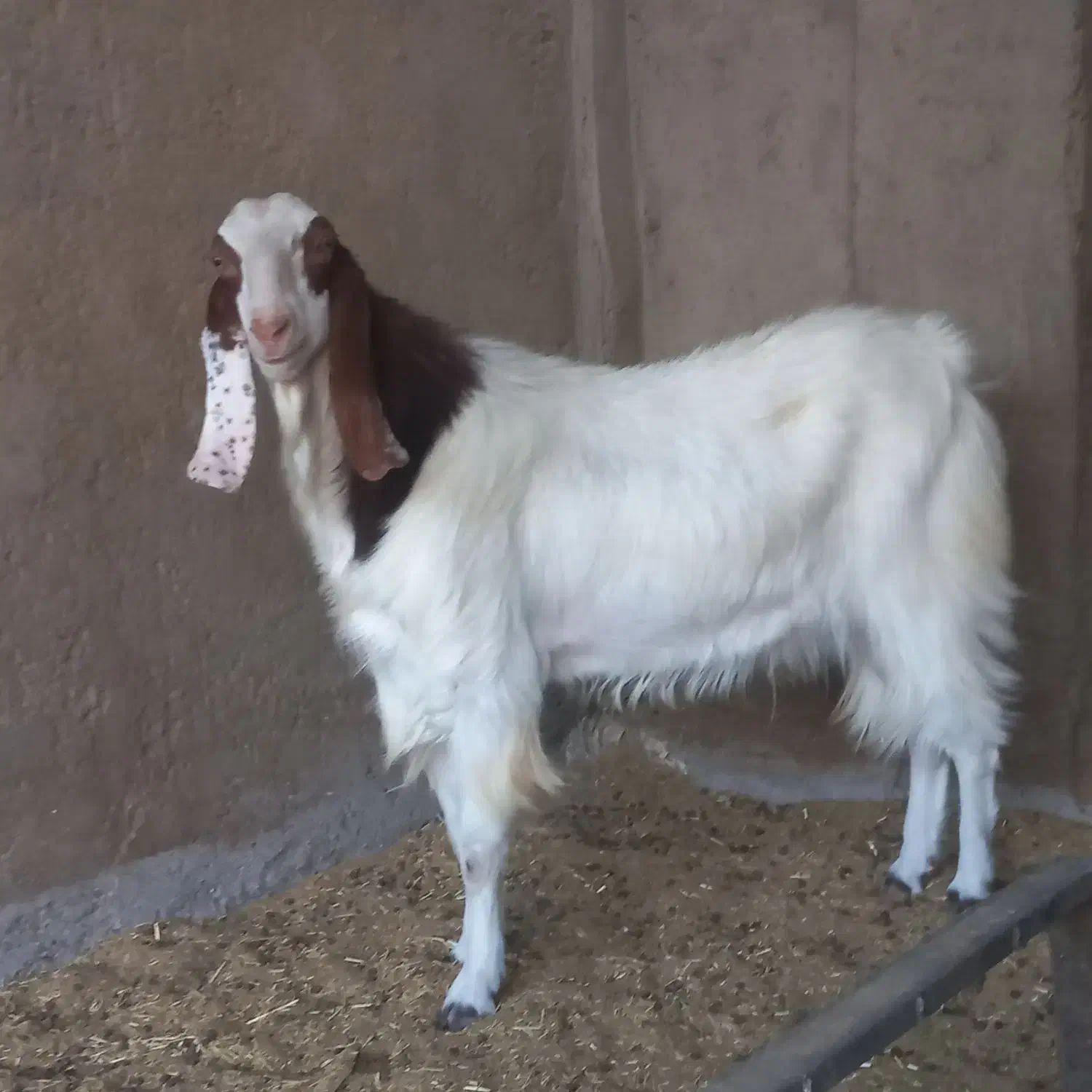 دوبزغاله‌نردوساله‌تخم‌دوقل|حیوانات مزرعه|آران و بیدگل, |دیوار