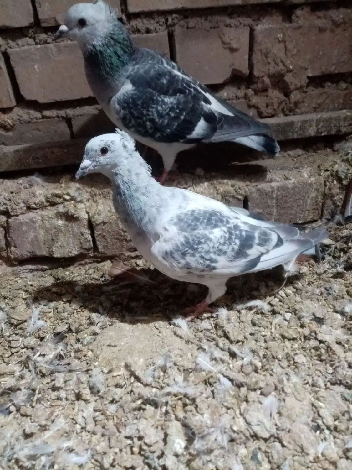 بدرنگ کلاغ نر|پرنده|زرند, |دیوار