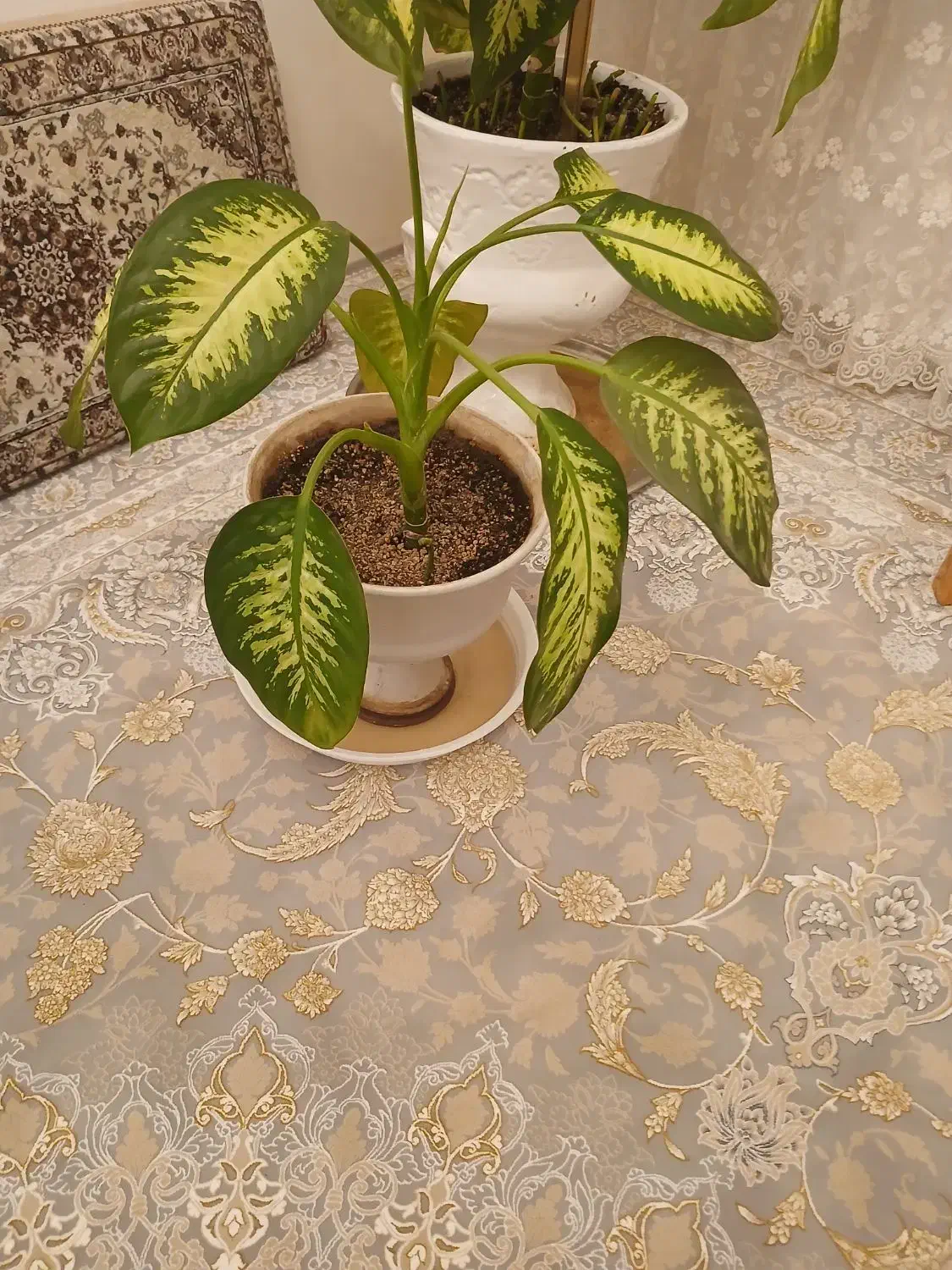 گل دیفن|گل و گیاه طبیعی|سبزوار, عارف|دیوار