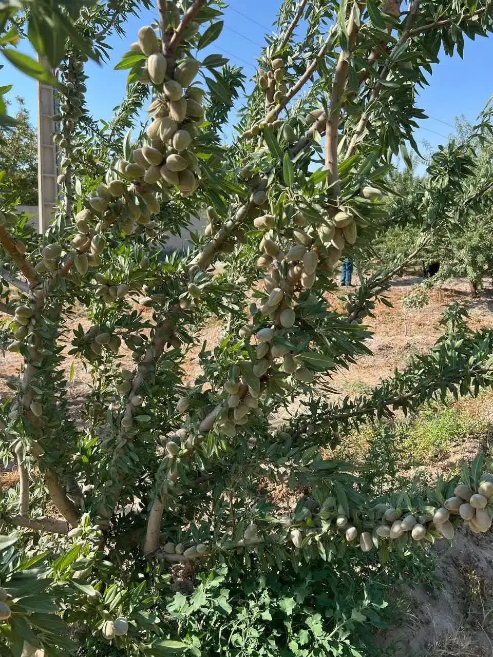 فروش نهال بادام شاهرودی یکساله(۵۰ تومان)|خدمات باغبانی و درختکاری|میبد, |دیوار