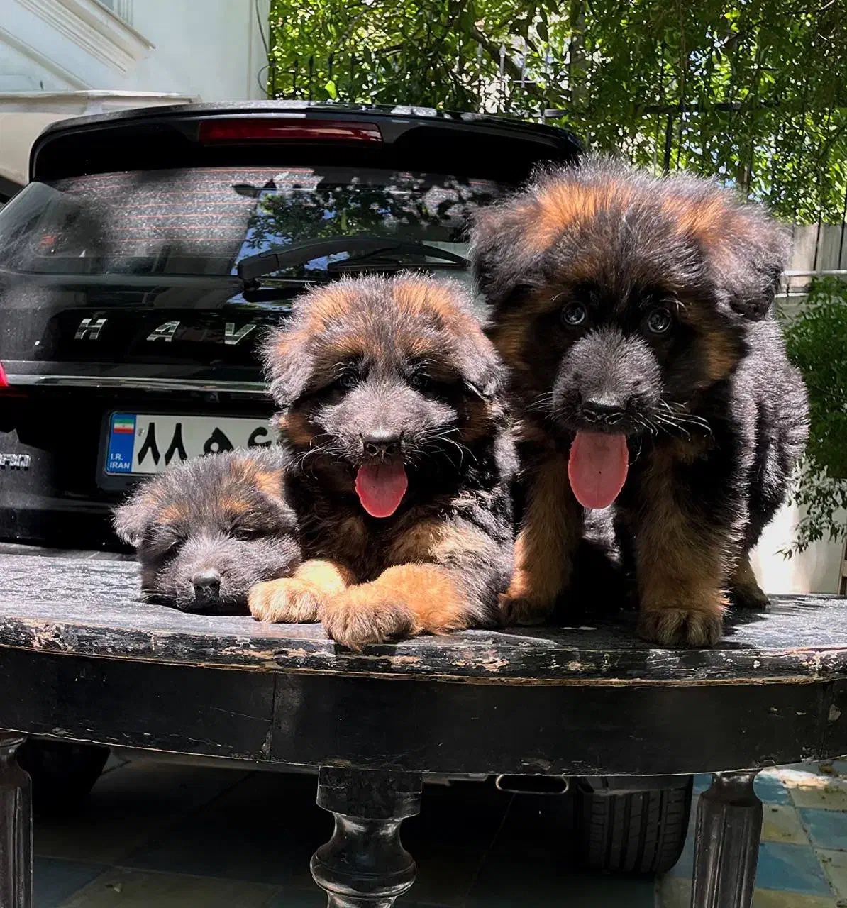 سگ ژرمن شپرد شولاین|سگ|تهران, درکه|دیوار