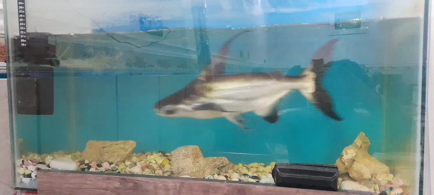 ماهی بزرگ|ماهی|شریف‌آباد, |دیوار