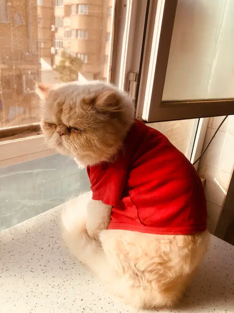 گربه پرشین سوپر فلت|گربه|سنندج, |دیوار