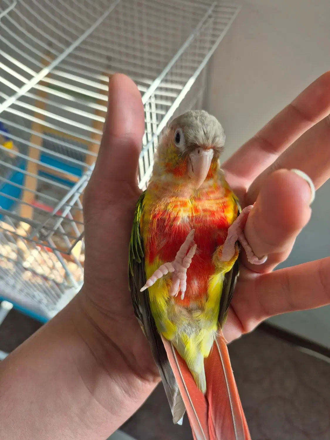 گرینچیک اناناسی|پرنده|فردیس, نگارستان|دیوار