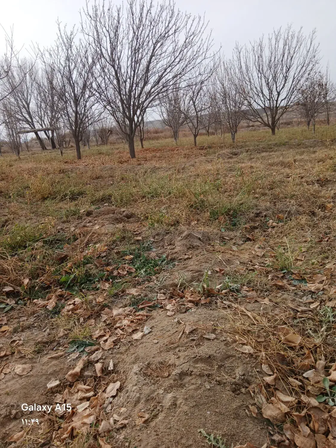 یونجه انباری|حیوانات مزرعه|آشخانه, |دیوار