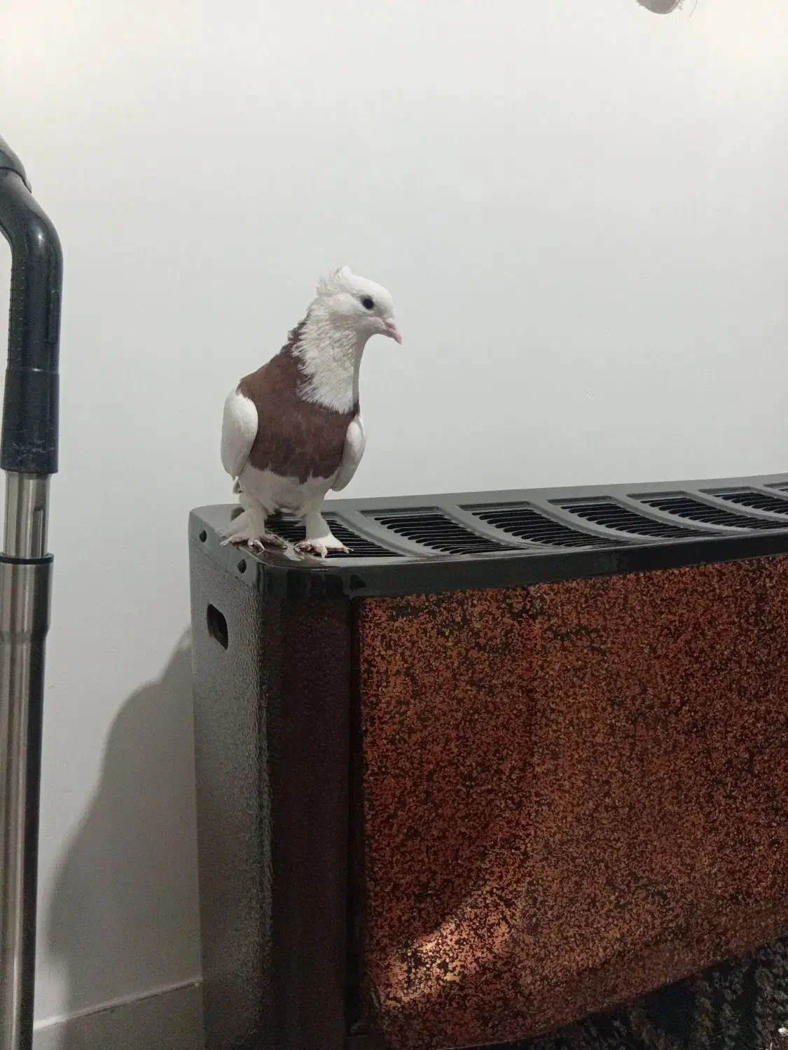 ماده طوقی وتخم کفتر|پرنده|قم, ولیعصر|دیوار