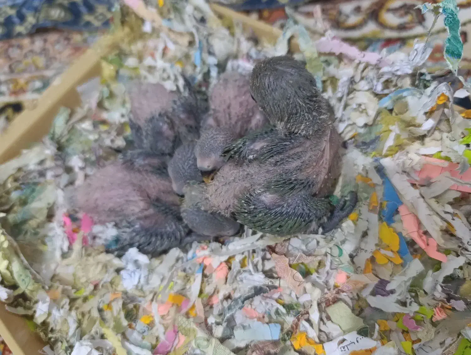 طوطی برزیلی با رنگ خاص سرلاکی|پرنده|ملارد, |دیوار