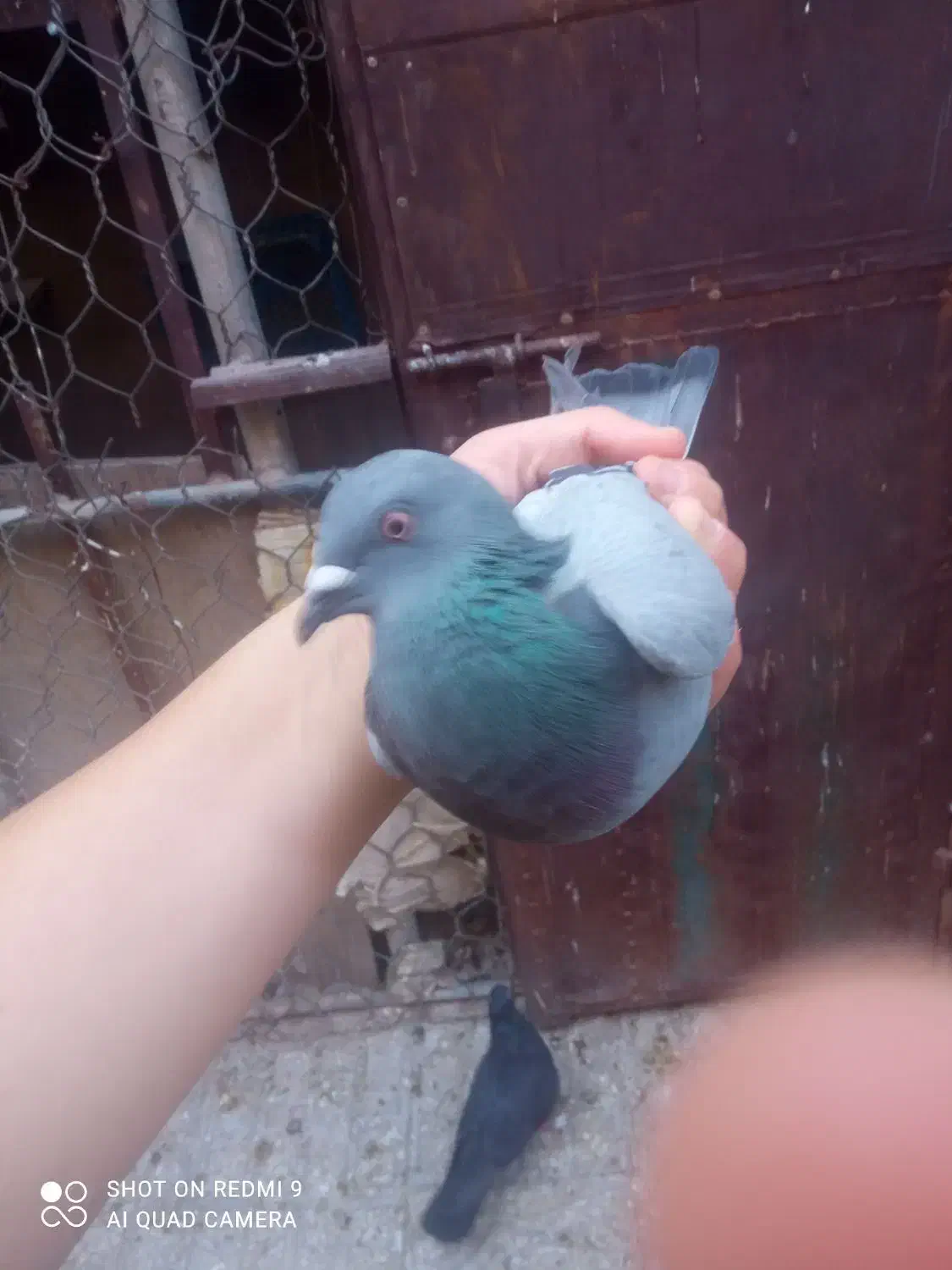 کبوتر خوب|پرنده|خورموج, |دیوار