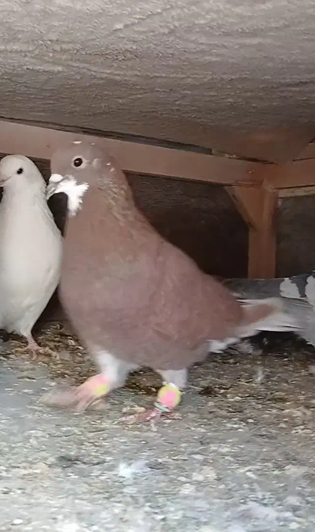 ۲ کفتر تهرانی|پرنده|فیروزکوه, |دیوار