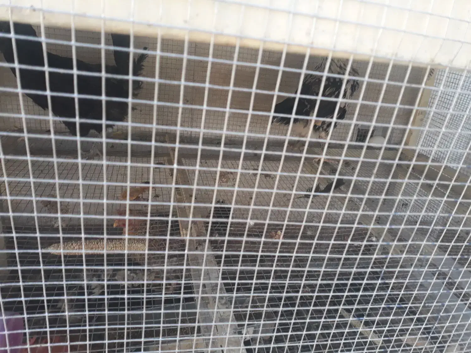 قفس مرغ|لوازم جانبی حیوانات|بروجن, |دیوار