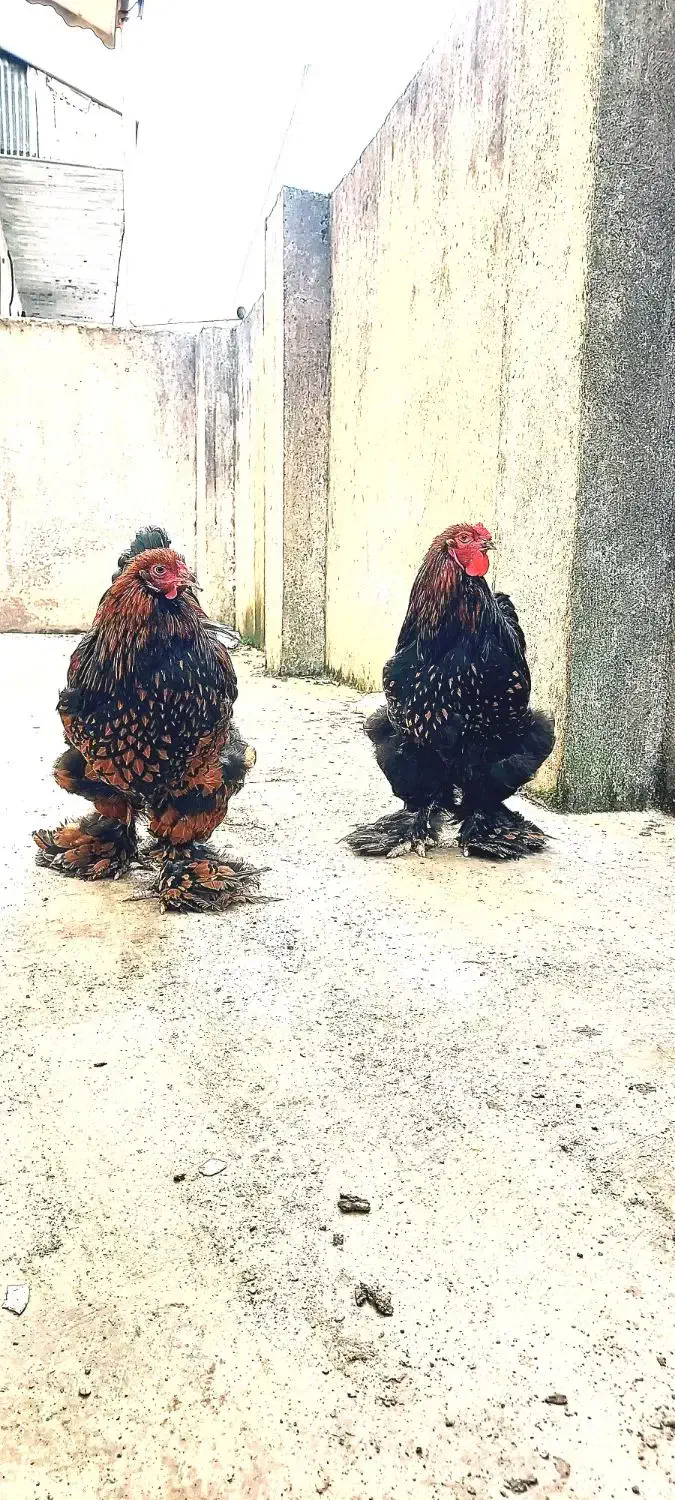 برهما فوق خاص گلد لیسد|حیوانات مزرعه|رشت, شهرک آیت الله منتظری|دیوار