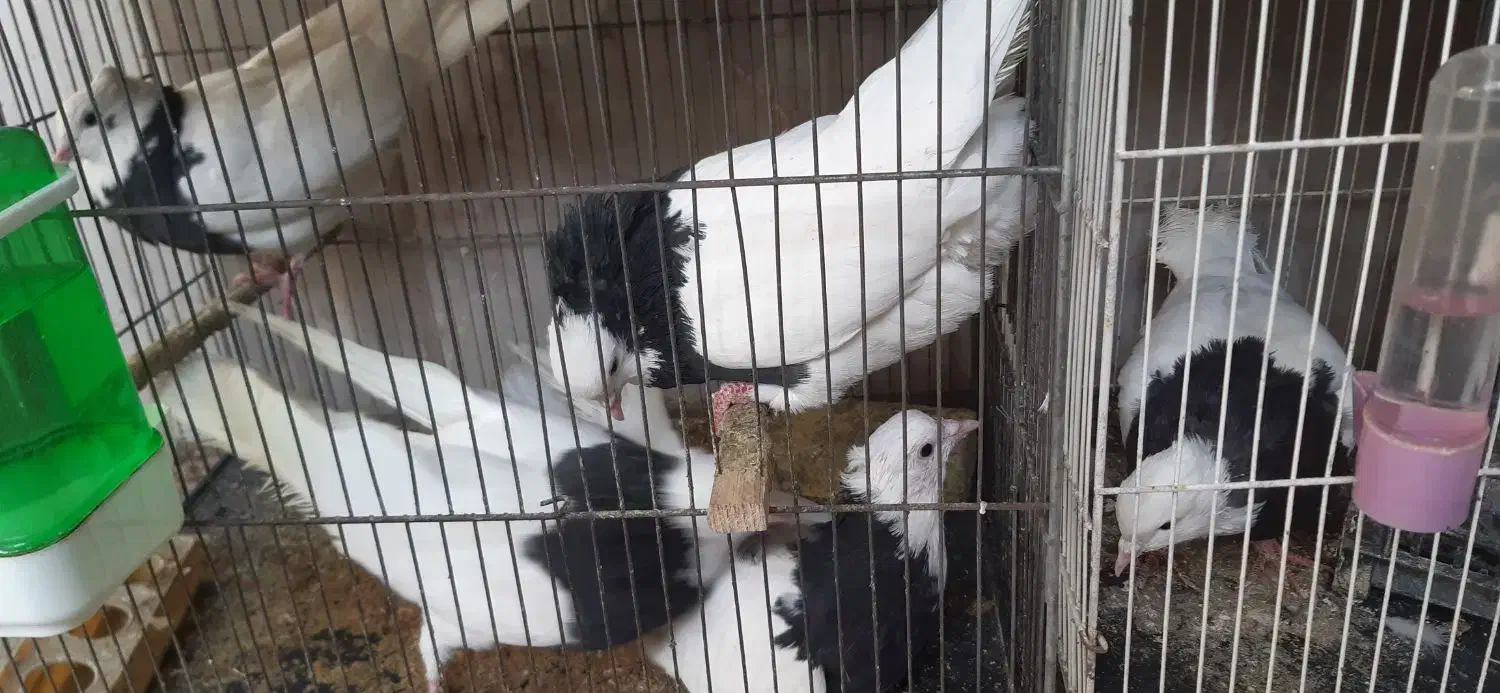 طوقی|پرنده|مشهد, سید رضی|دیوار