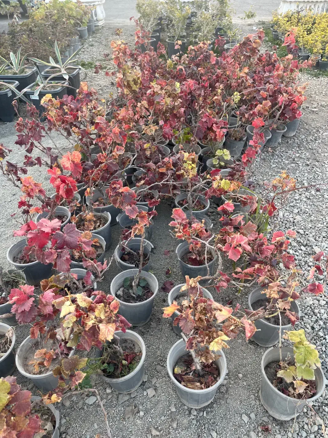 کاشت و عرضه انگور شانی (شرابی)|خدمات باغبانی و درختکاری|تهران, شهرک استقلال|دیوار