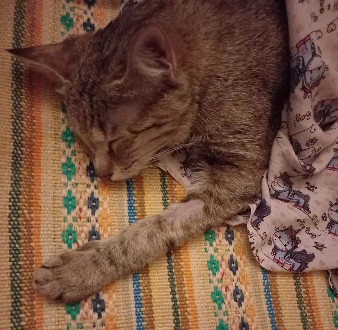 واگذاری|گربه|قم, نخودی|دیوار