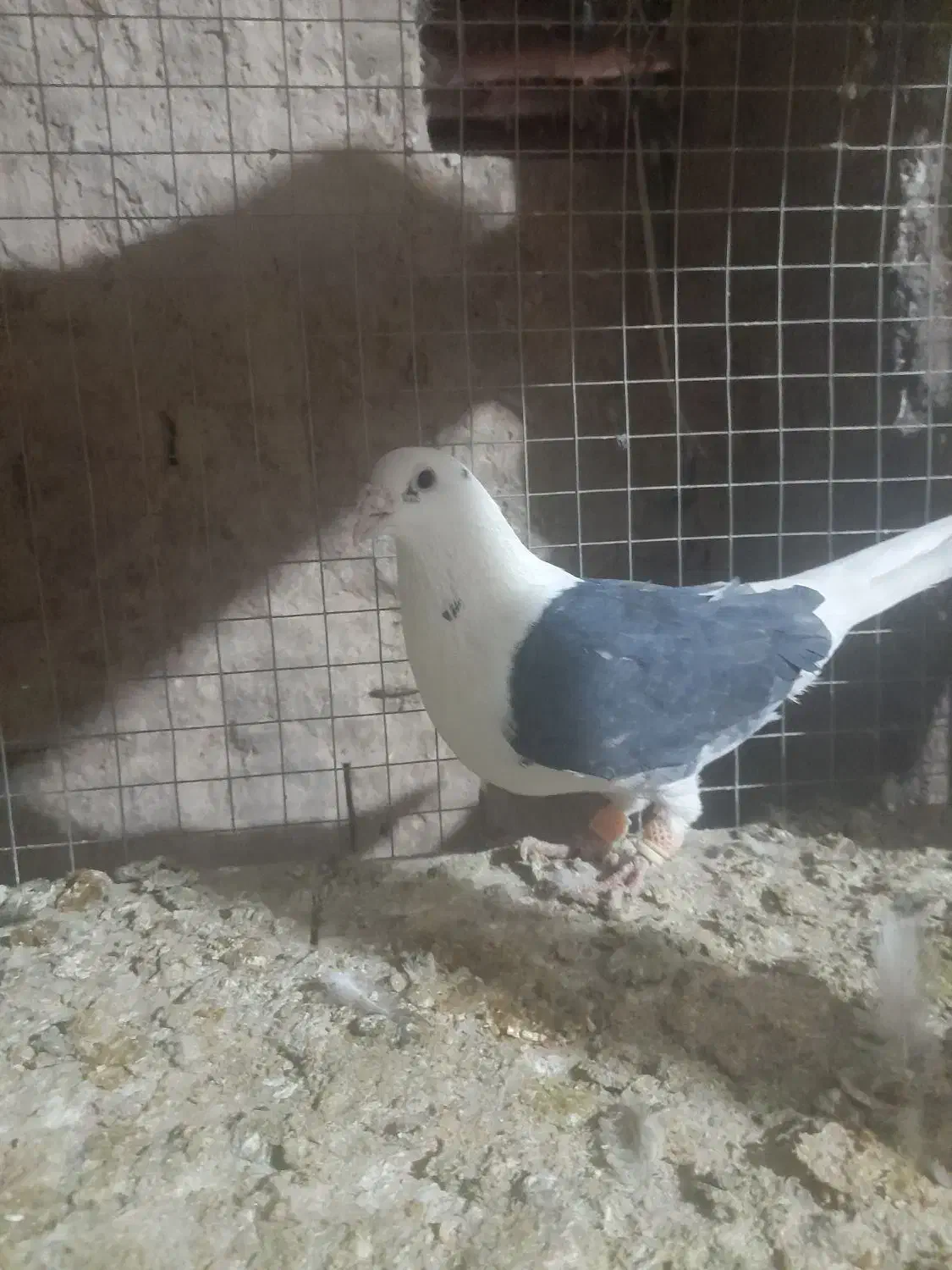 کبوتر|پرنده|اسفرورین, |دیوار