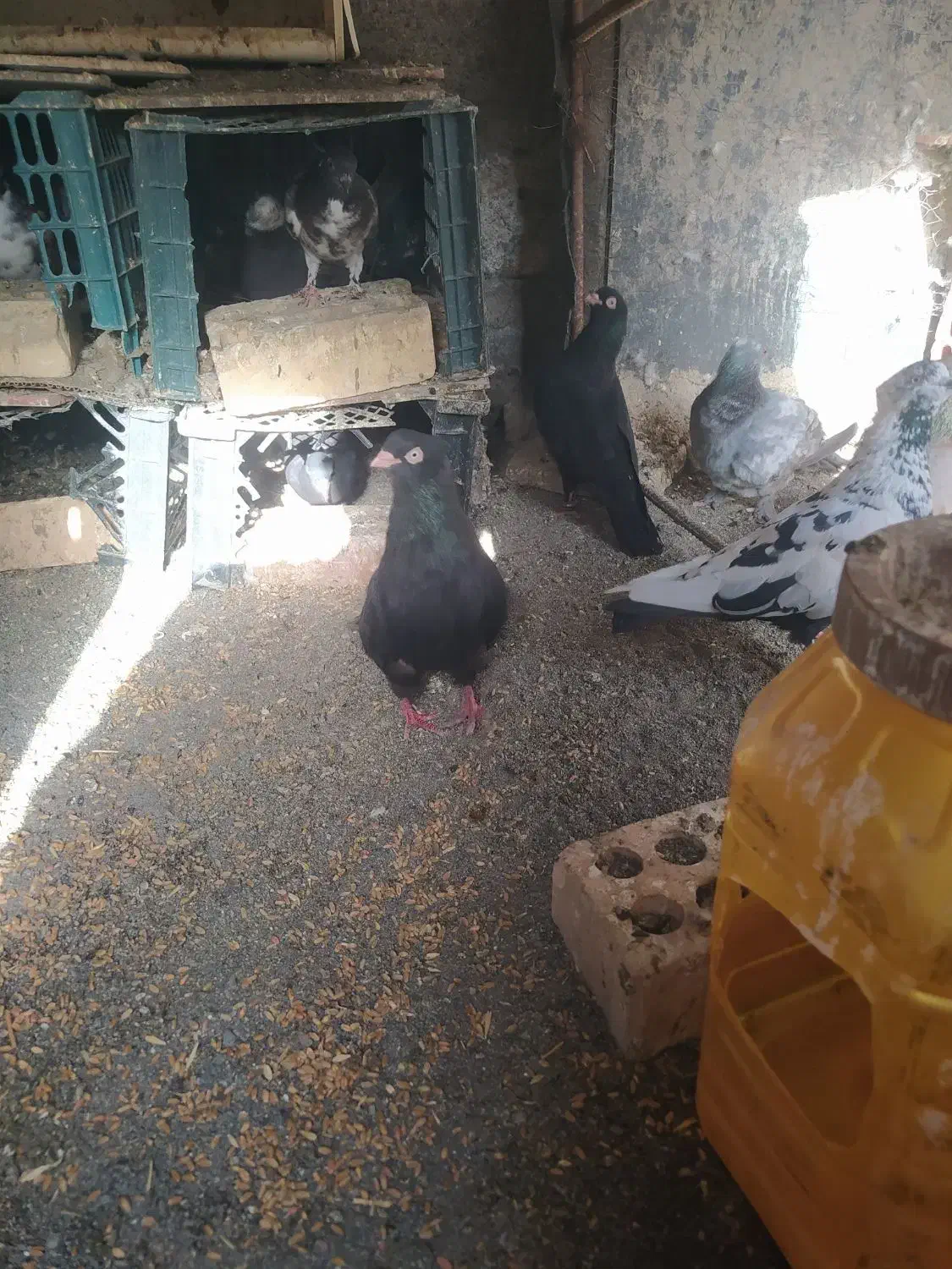 کفتر پرش بازی به شرط همه کفتر دارم به جز طوقی|پرنده|کهنوج, |دیوار