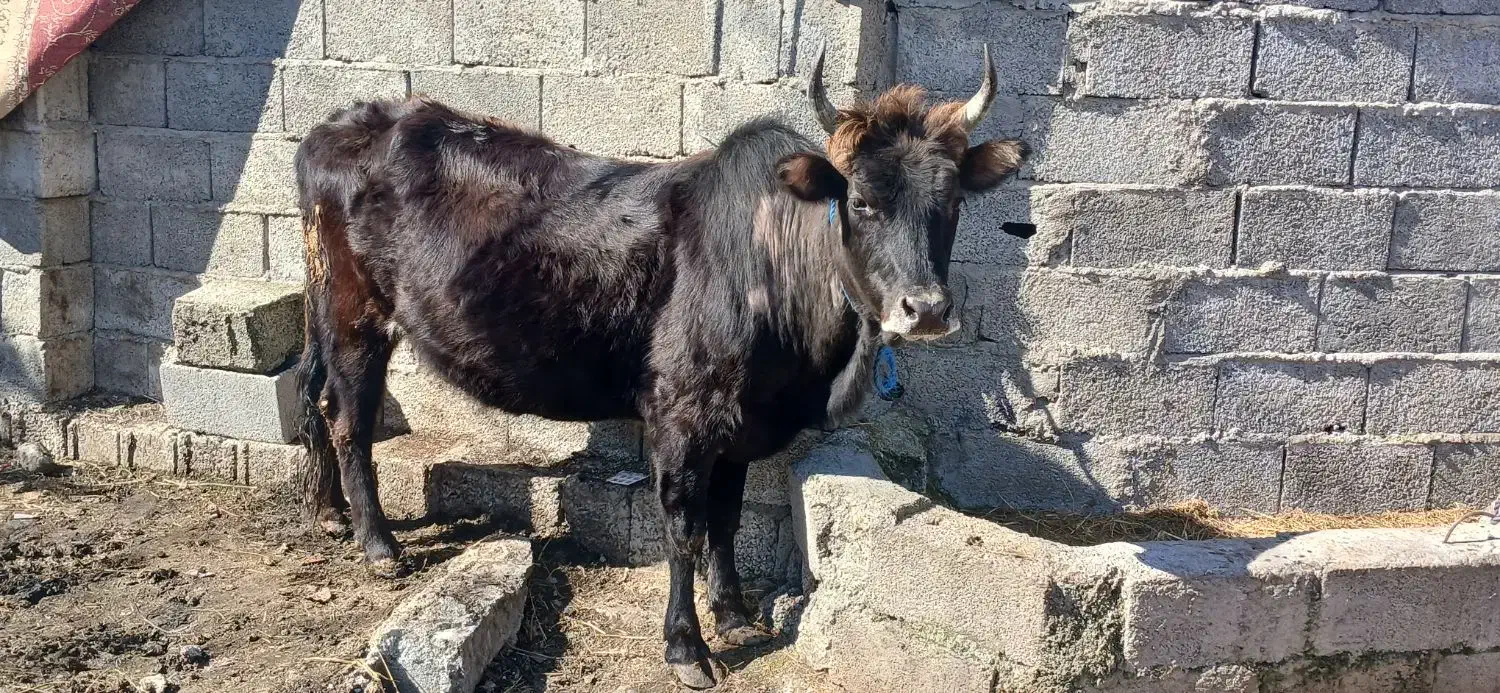 گاو شکم دار|حیوانات مزرعه|رشت, یخسازی|دیوار