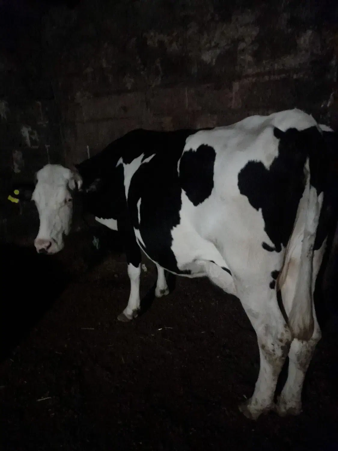 گاو شیری ۲۰ کیلو|حیوانات مزرعه|اردبیل, |دیوار