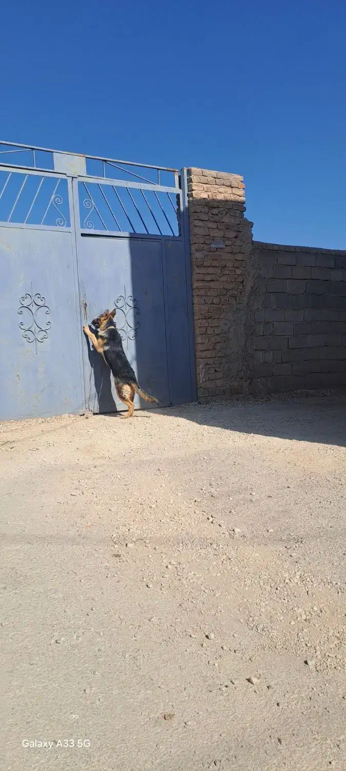 سگ ژرمن ۶ماه|سگ|همدان, |دیوار