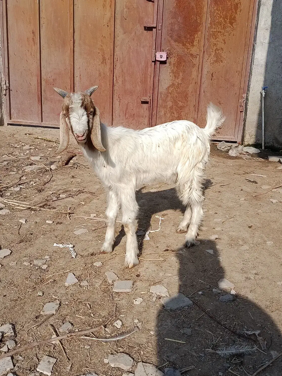 نر بزغاله دورگ مناسب پرواری و داشتی|حیوانات مزرعه|گنبد کاووس, |دیوار