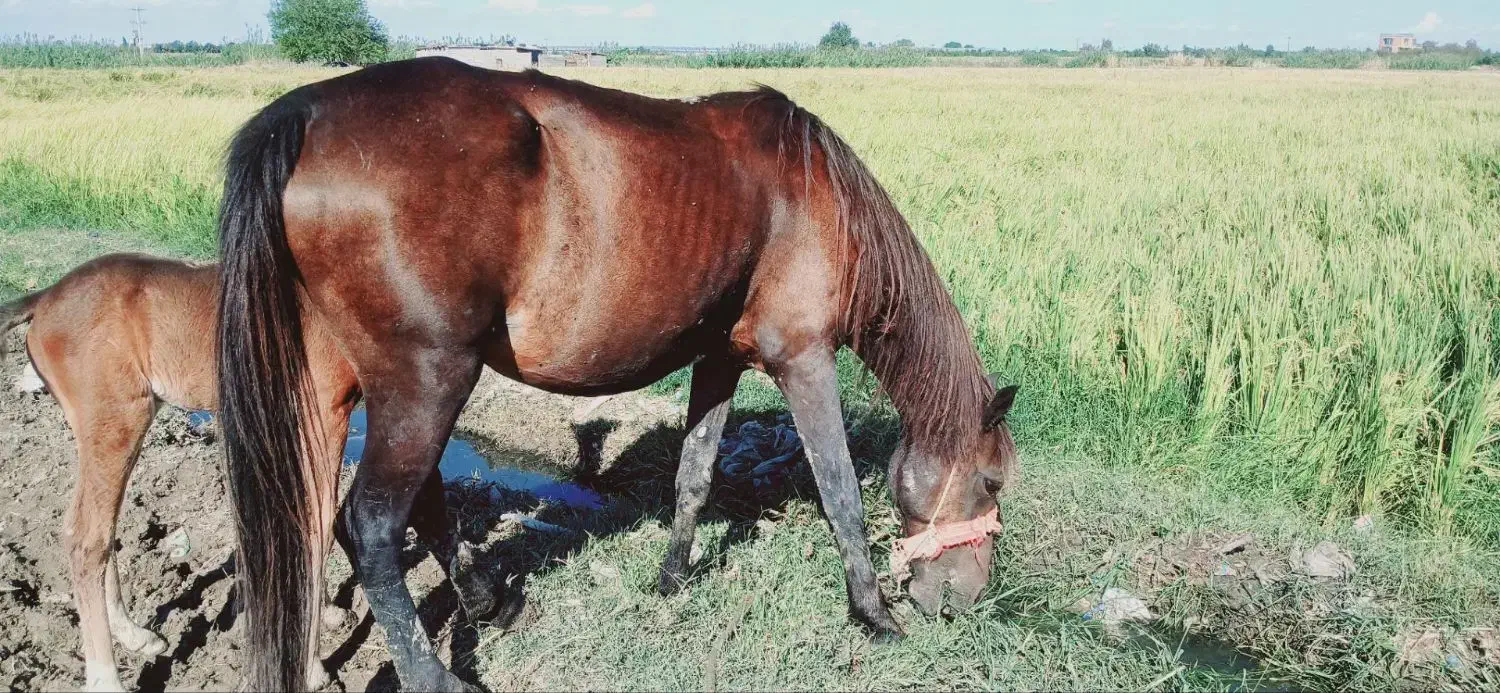 ماده یان وکره|اسب و تجهیزات اسبسواری|گرگان, |دیوار