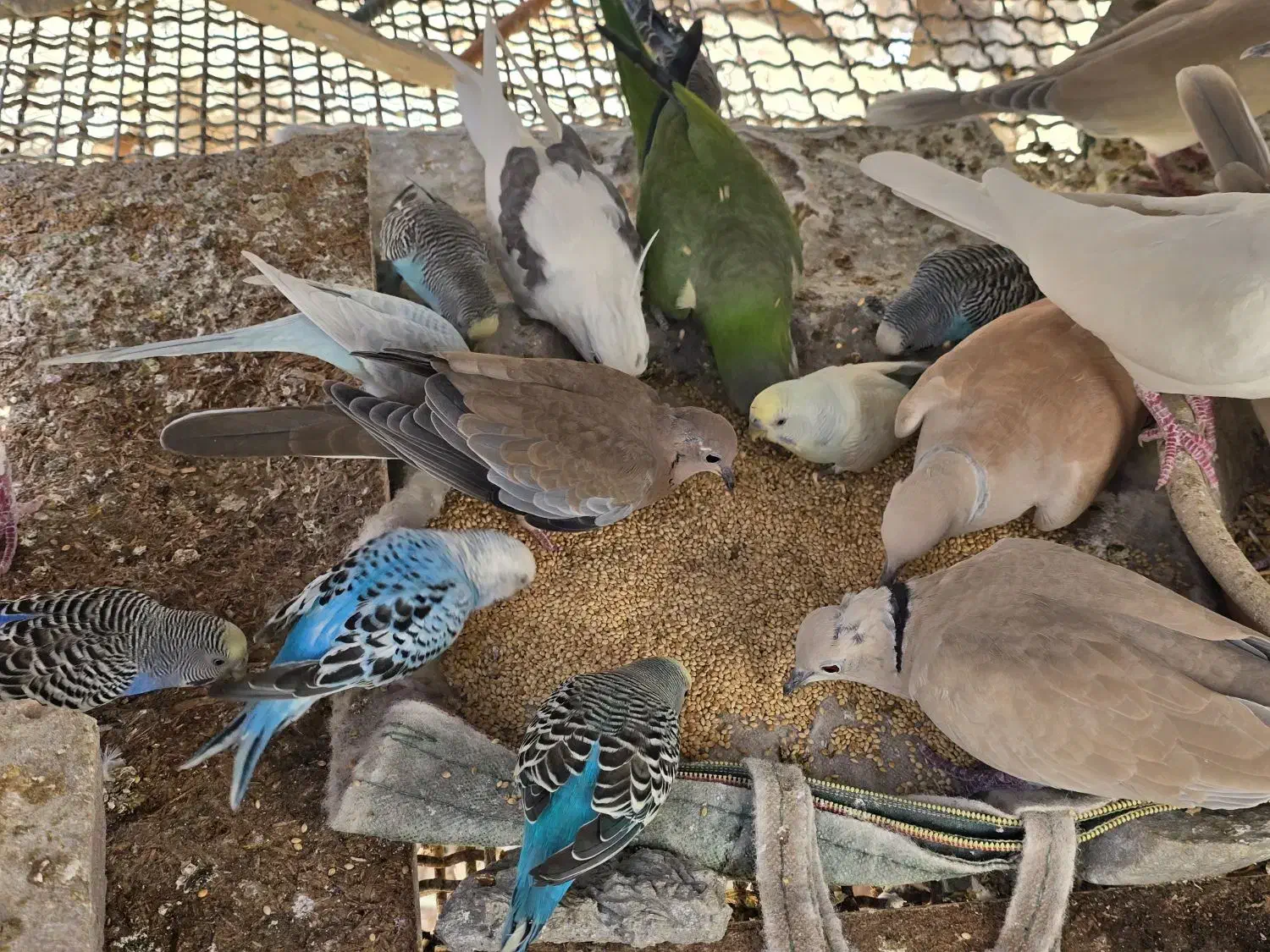 مرغ عشق و کپوت و شاتو|پرنده|سراوان, |دیوار