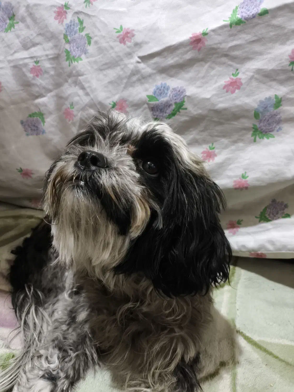 واگذاری سگ شیتزوترییر|سگ|شیراز, دارالرحمه|دیوار