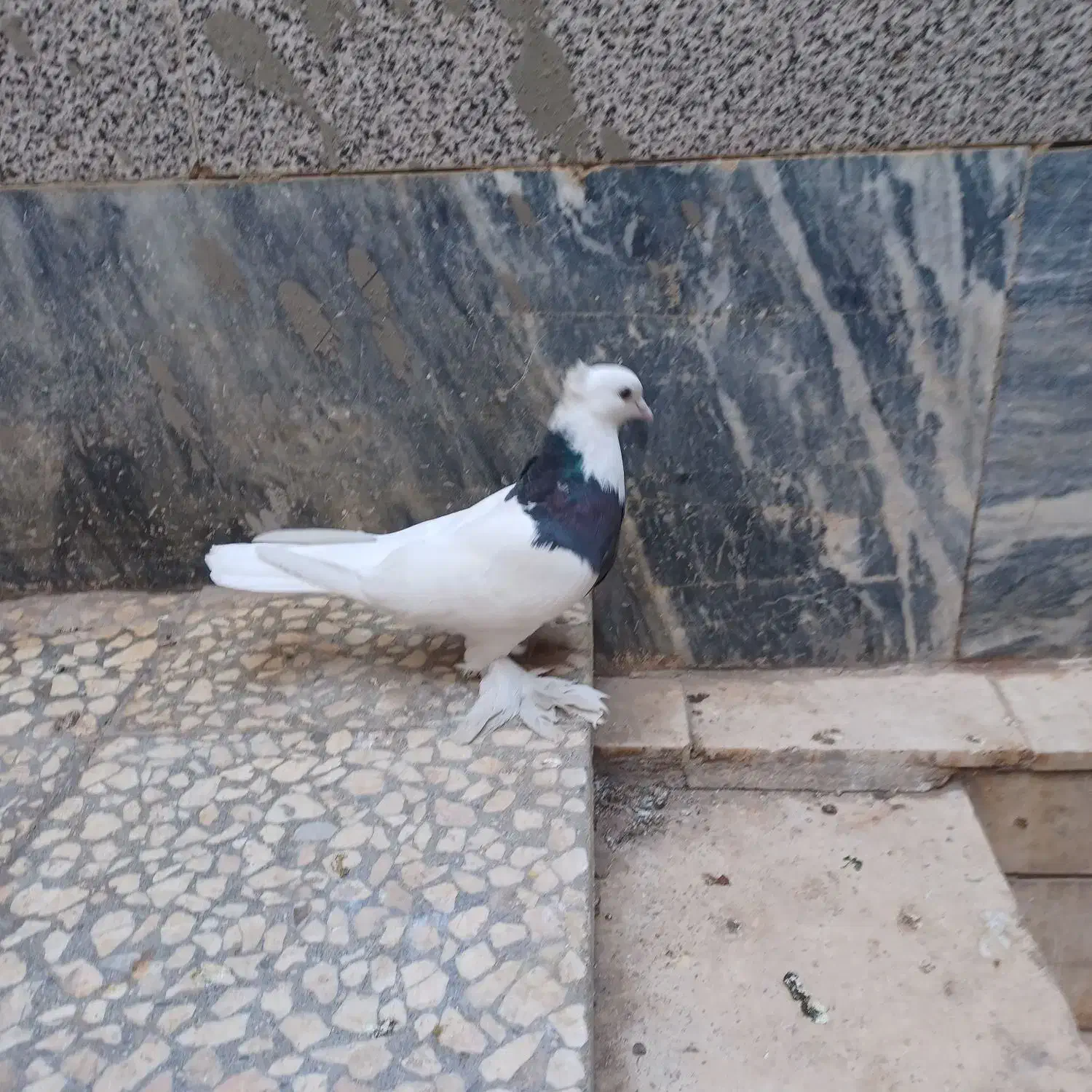 کبوتر طوقی|پرنده|قم, صادقی|دیوار