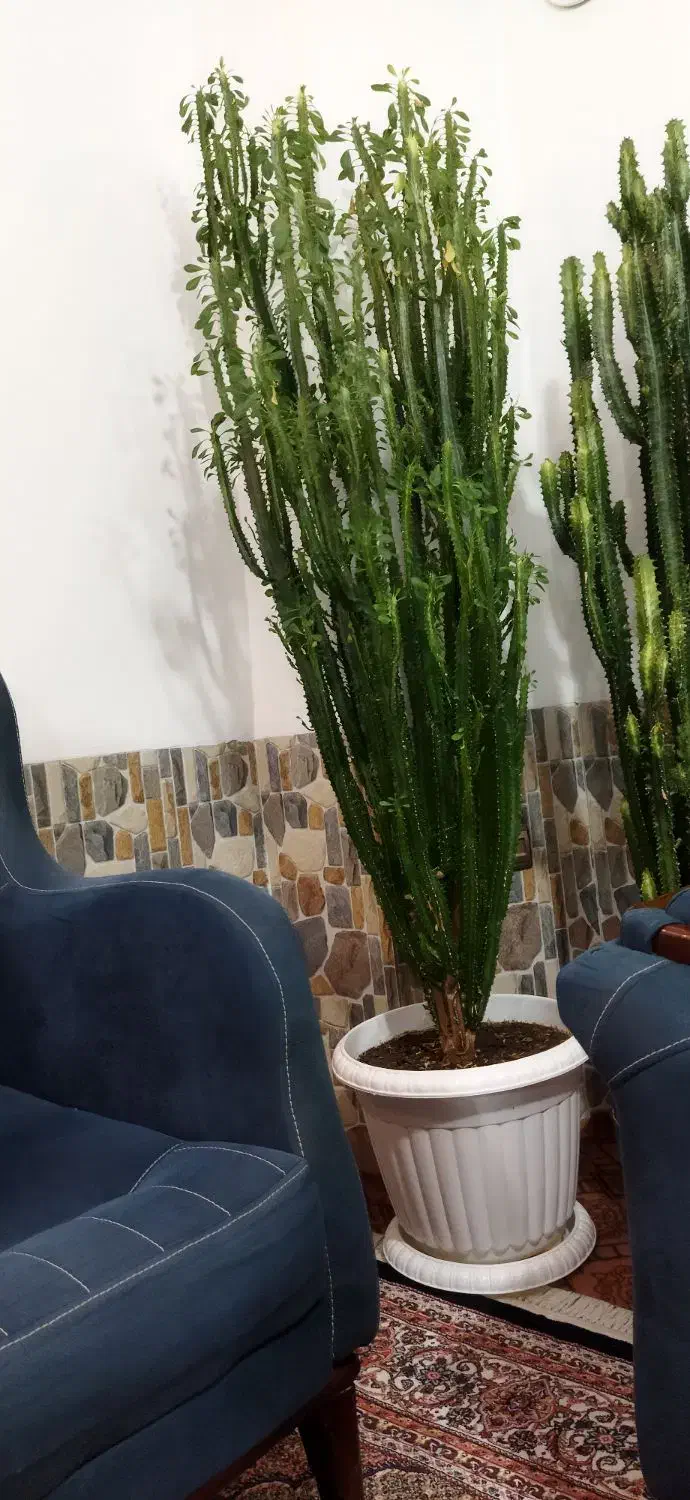 گل وگیاه|گل و گیاه طبیعی|سیلوانه, |دیوار