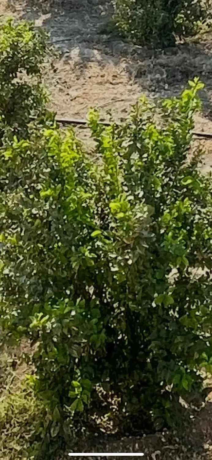 نیازمند باغبون با خانواده|استخدام سرایداری و نظافت|دوگنبدان, |دیوار