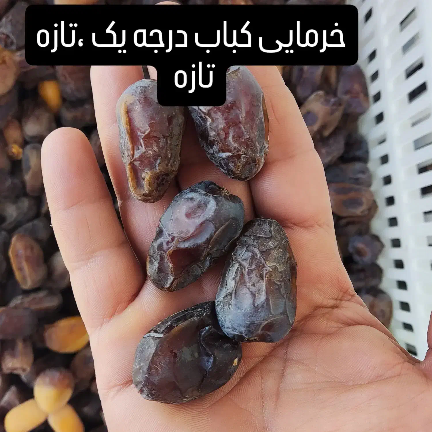 خرما درجه یک|خوردنی و آشامیدنی|شیراز, دروازه اصفهان|دیوار