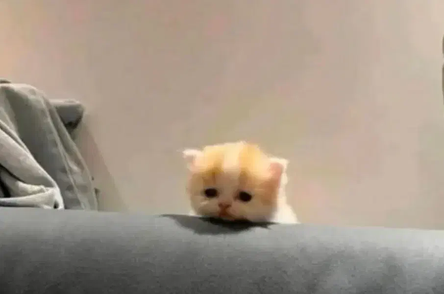 سگ پیدا شده|حیوانات|کرمان, |دیوار