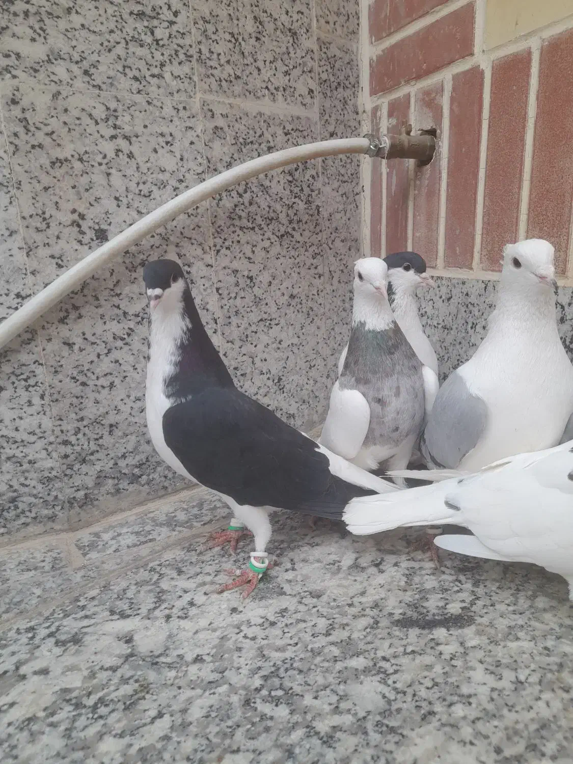 رنگی|پرنده|برخوار, |دیوار