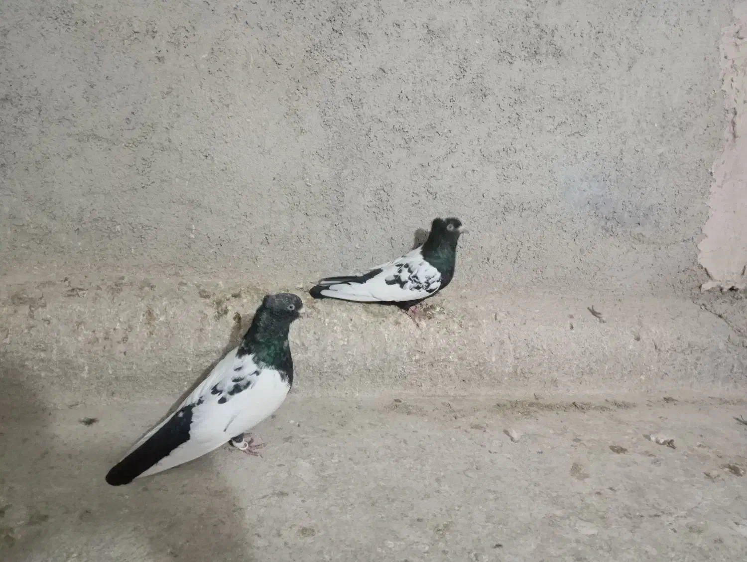 کفتر مال مایوان ا|پرنده|شیروان (خراسان), |دیوار